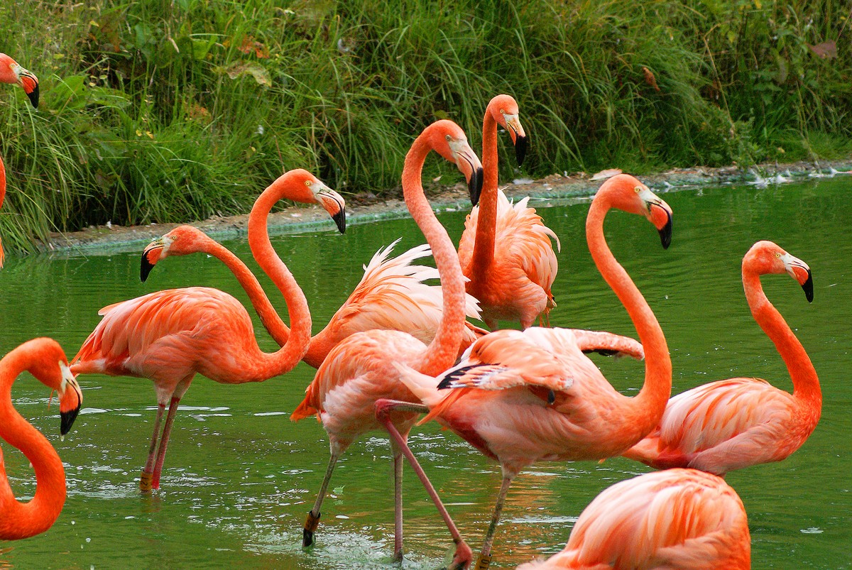 Photo showing large group of flamingoes